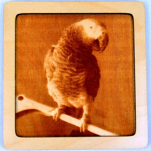 Dřevěný gravírovaný obrázek malý-papoušek-poslední kus!